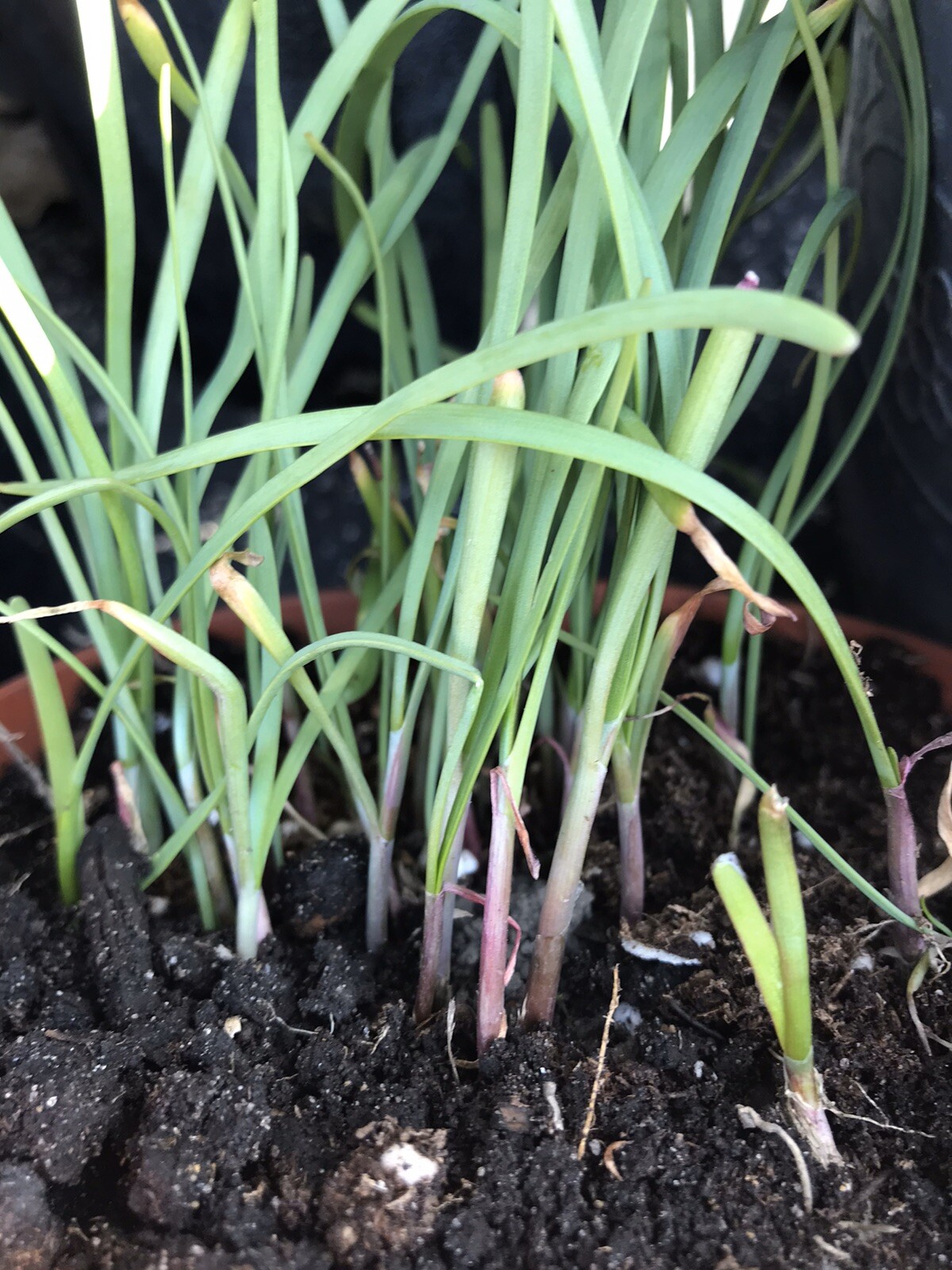 50Rooted Chinese Chives Plants (Organic Garlic Chives, Over 3 Years Old)韭菜