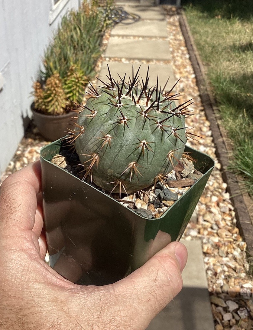 Beautiful Copiapoa Cinerea -Blk Spines- RARE! (Own Roots) -Sold Potted