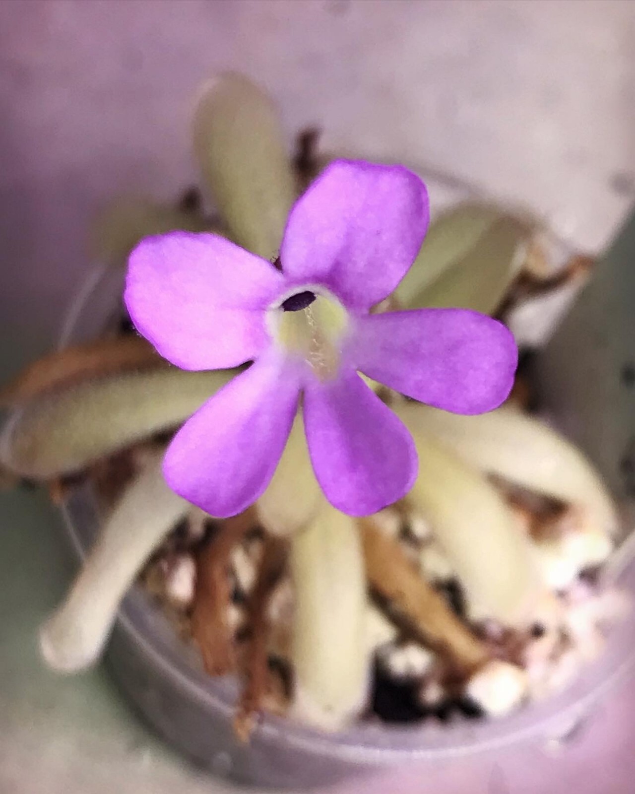 Pinguicula (rotundiflora x gracilis) x moctezumae SG Butterwort, Carnivorous