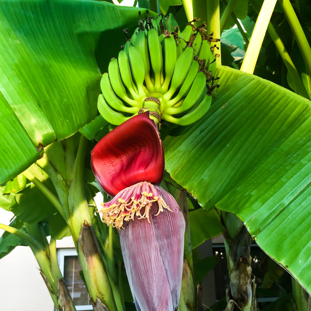 Fresh Sweet Golden Banana Seeds | 10 Seeds | Heirloom Non-GMO | Fruit Seeds