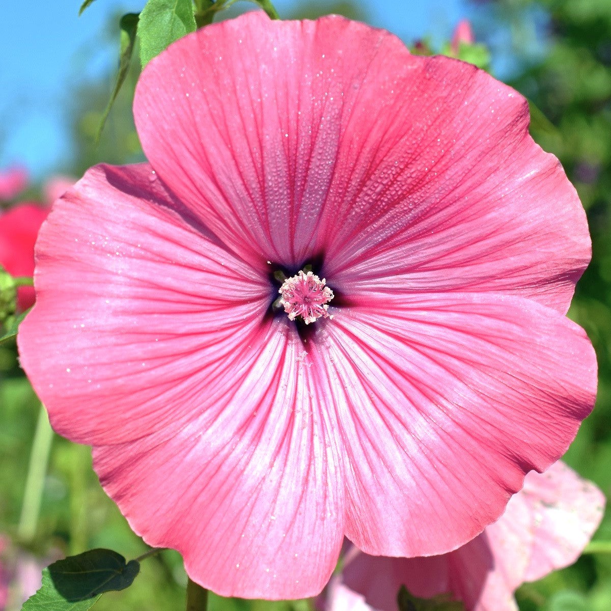 Blush Pink Regis Rose Mallow Seeds – For 2025 Planting Malva Trimestris