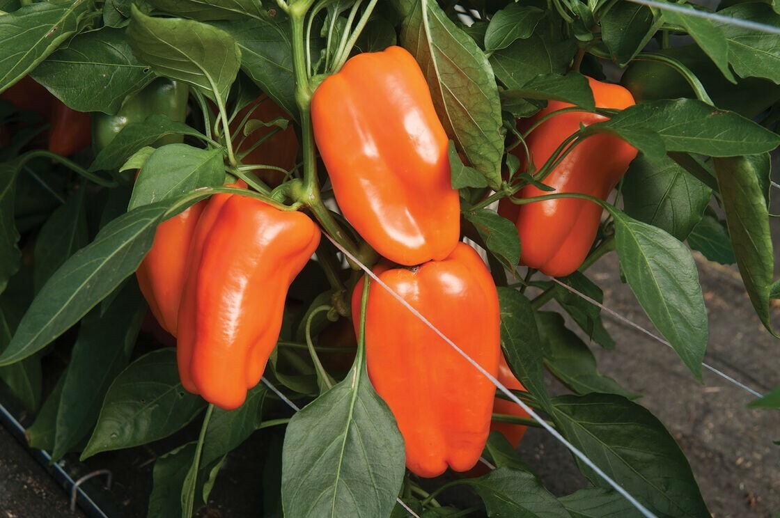 Bell Pepper Orange Sweet 15 Seeds Giant Vegetable Organic Heirloom Non GMO….