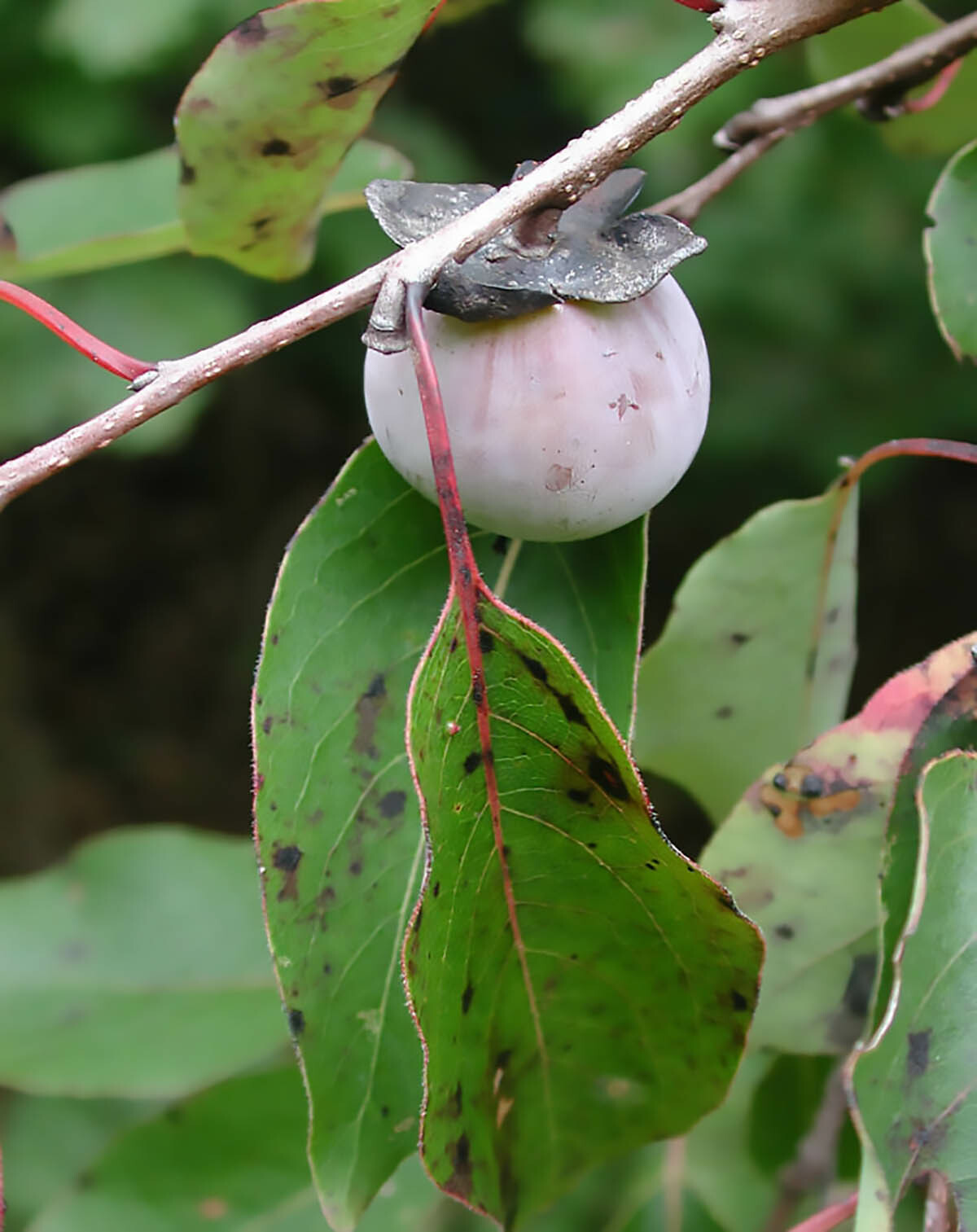 American Persimmon, Diospyros virginiana, Tree Seeds (Showy, Edible, Hardy)
