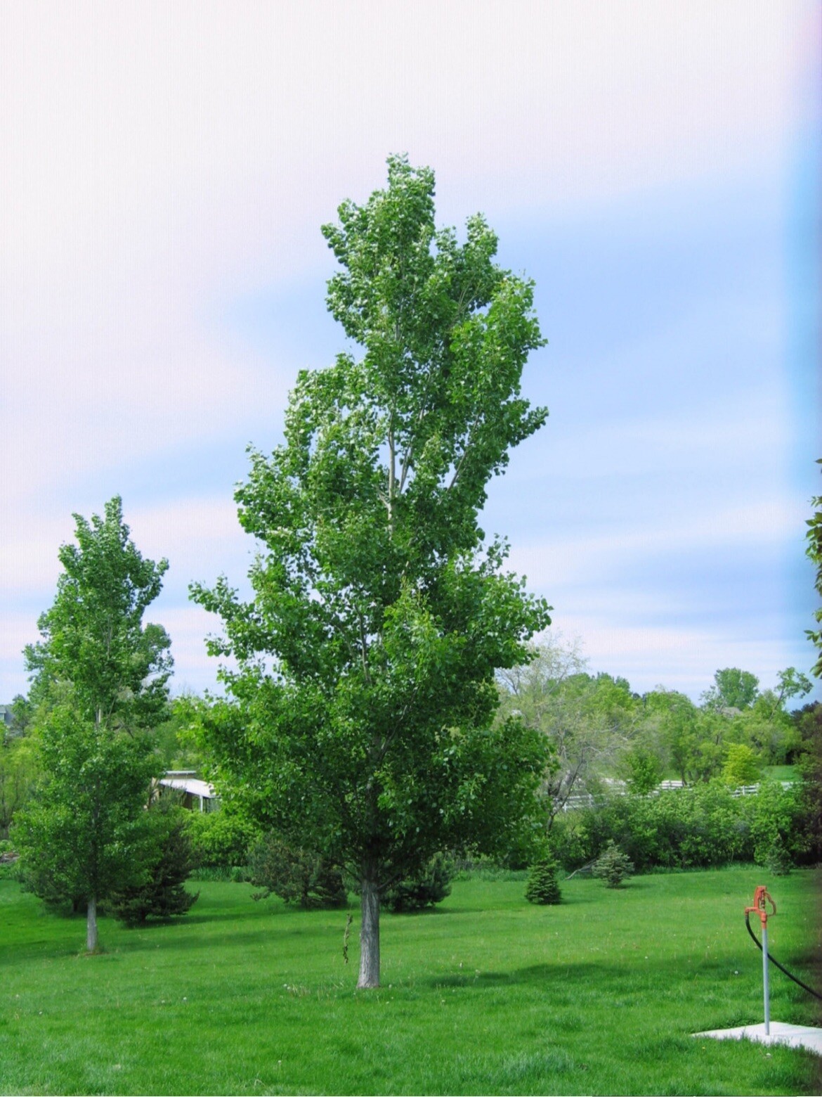 Cottonwood Tree 2-3 ft tall, 3 year old plant, Populus Fremontii, Strong Plant