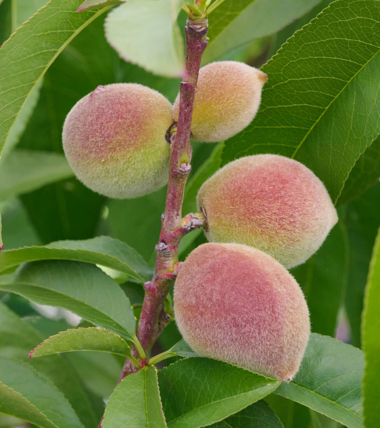 Contender Peach Plant – 1-2ft Tall – Cold-Hardy Sweet Peach Treem – Zones 4–8