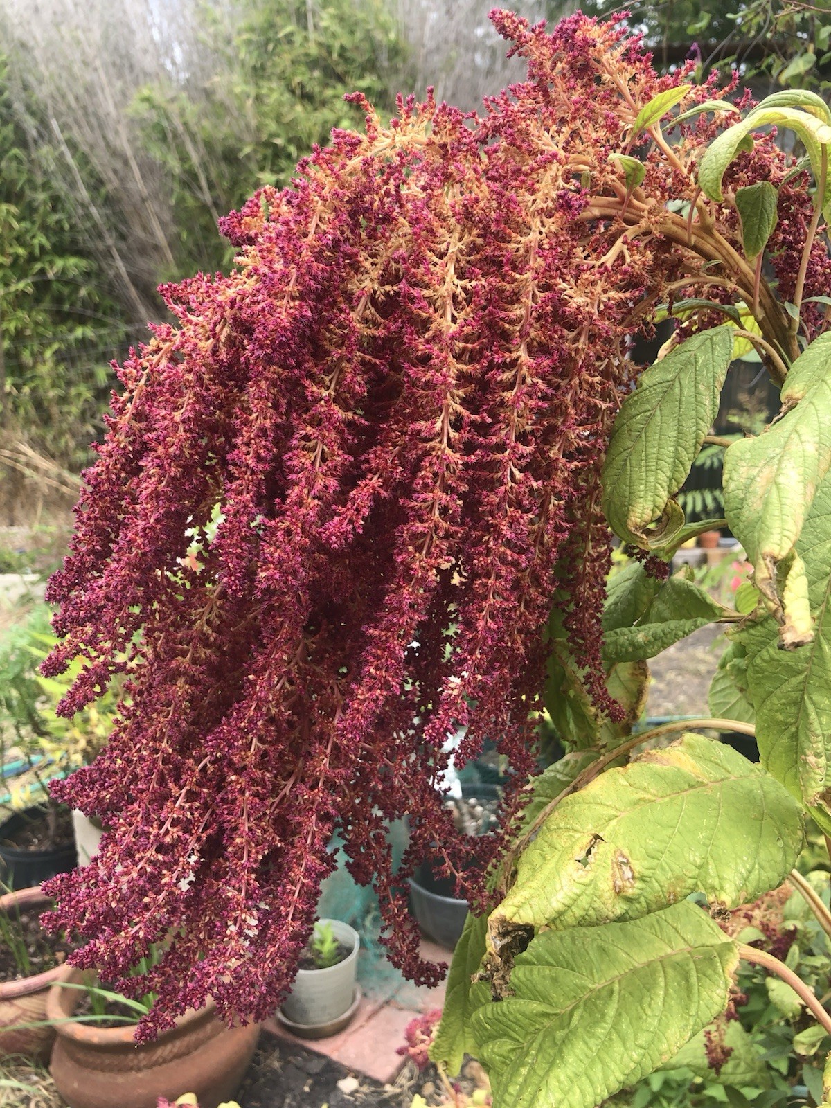 Amaranth – 100+ Fresh Seeds – Red Garnet GORGEOUS Blooms!! FREE Shipping