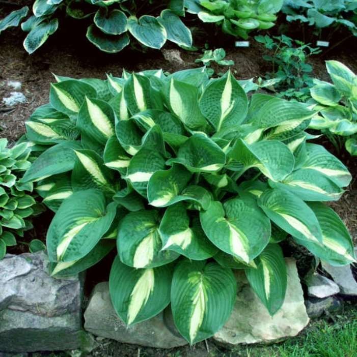 hosta ANN KULPA medium shiny thick pointed 2.5″ pot = 1 Potted Garden Plant