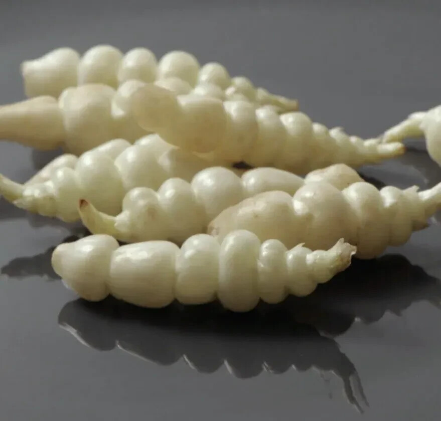 Chinese Artichoke/Stachys Affinis, Crosne – 3 Tubers may have seedlings – USA