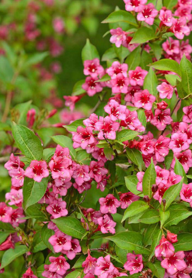 2 Live Pink Weigela Plant, Florida Weigela, 6–12” Tall, 4” Pot, Flowering Shrub