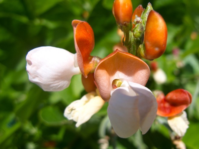 PAINTED LADY RUNNER BEANS, Heirloom, Edible & Ornamental, Red & White Blossoms