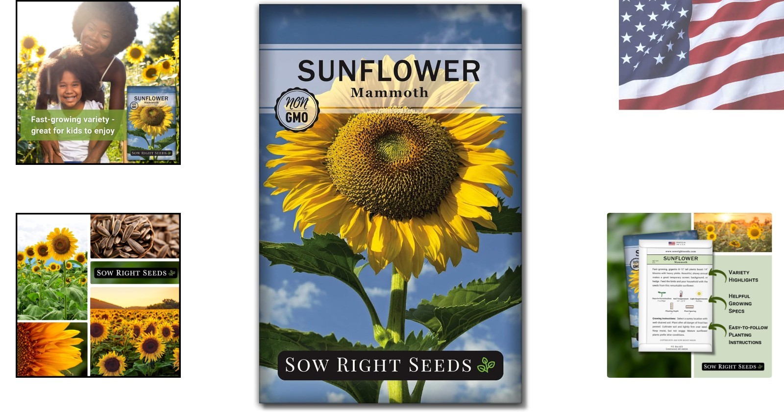 Mammoth Sunflower Seeds – High Germination Rate – Fragrant Outdoor Garden Blooms