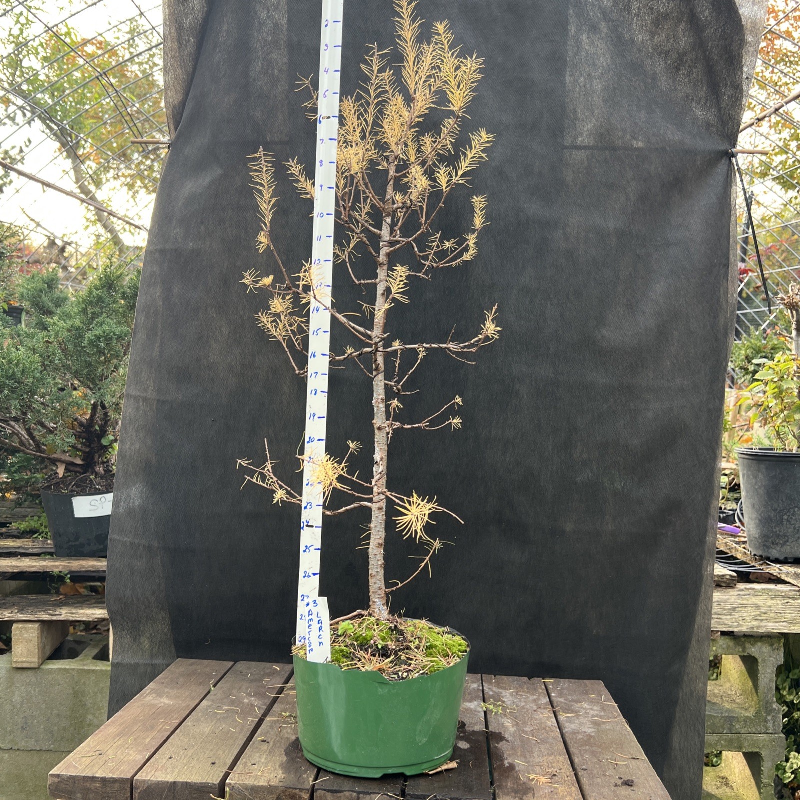 American Larch ￼ Collected Pre-Bonsai Material ￼ 30 ” tall from top 36″ Total