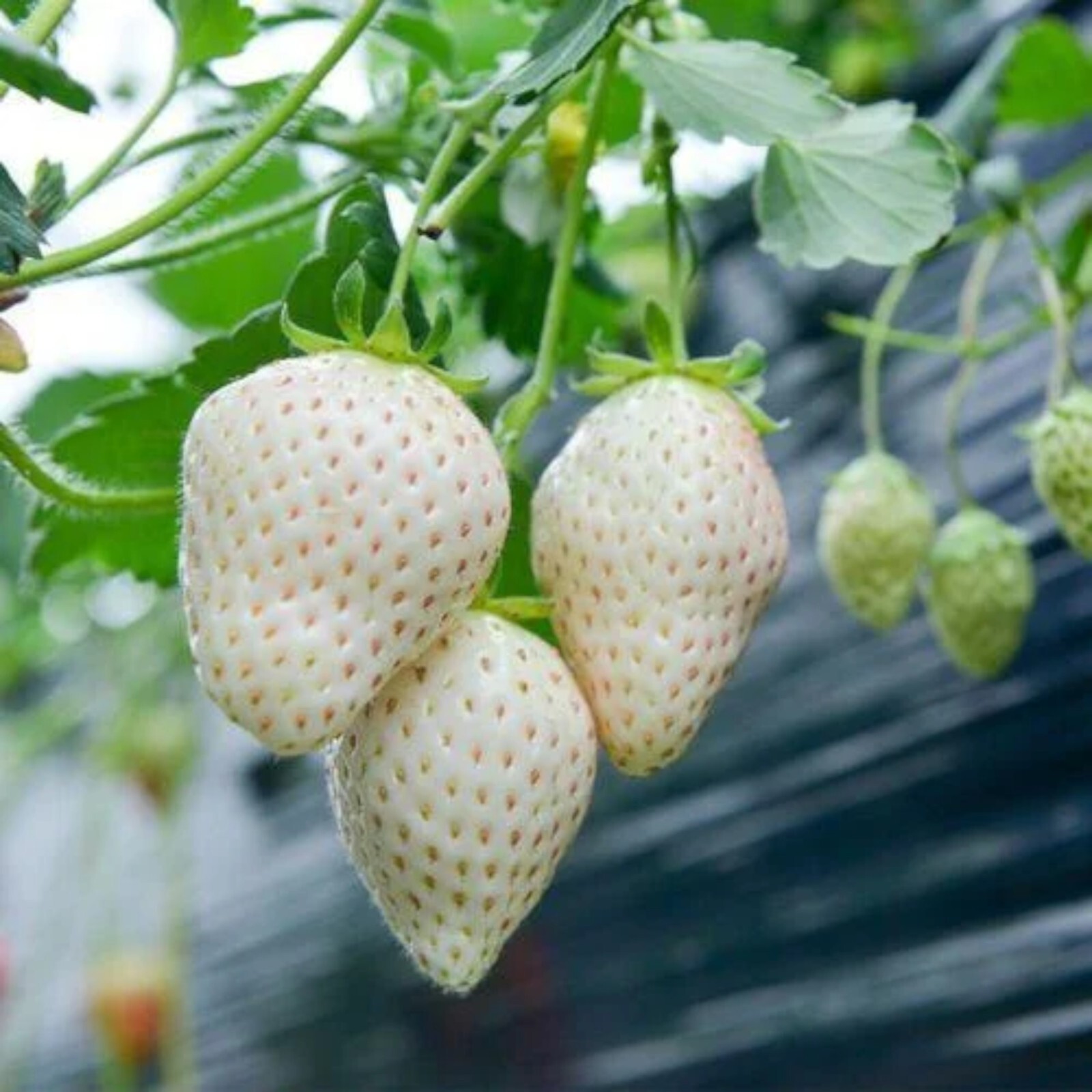Milk Strawberry Seeds – 200 Seeds – Non-GMO Perennial Variety for Home Gardens