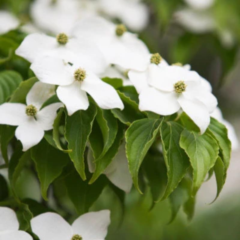 White Dogwood Trees Live Plants 6-12 Inch Tall in 4″ Pot, Flowering Shrubs
