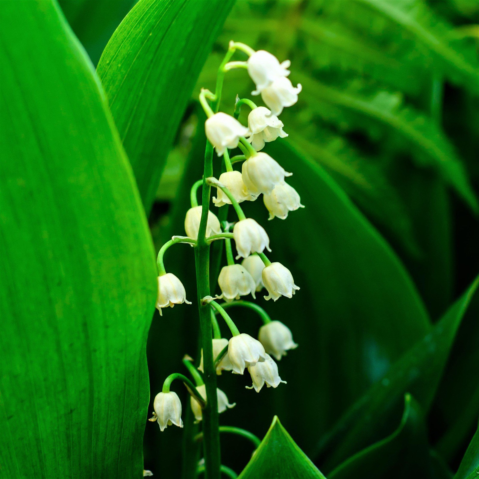 Lily of the Valley Grower’s Bunch 25 Flower Bulbs – Spring Fragrant White Blooms