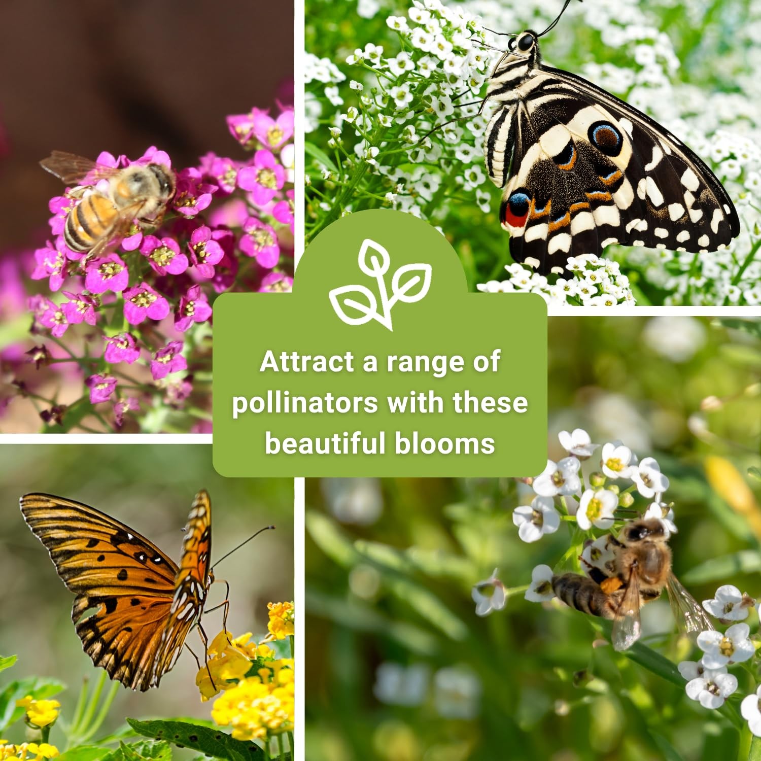 Bulk Sweet Alyssum Mix Seeds for Planting NonGMO Heirloom Jumbo Pack Annua…