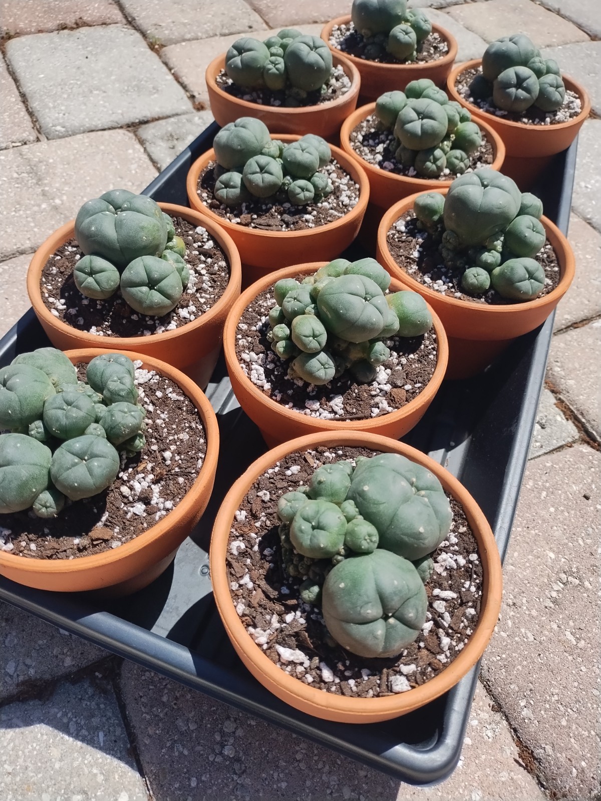Rare Seed Grown Cactus Clusters 2.75-3.5in Diameter