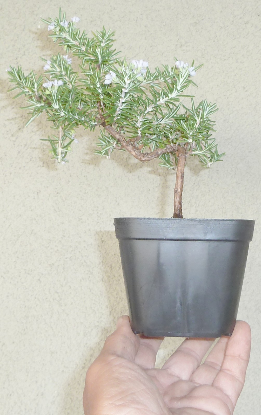 Rosemary Rosmarinus Pre Bonsai Dwarf Shohin Nice Movement Trunk Flowers Fragrant