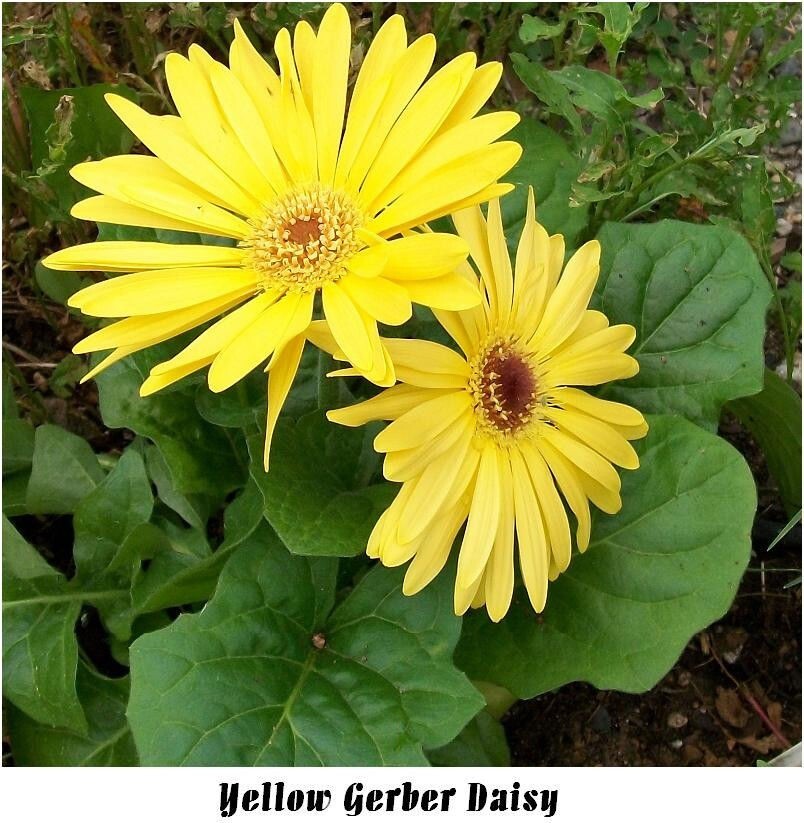 Yellow Gerber DAISY Flower 25 Seeds USA Home Grown