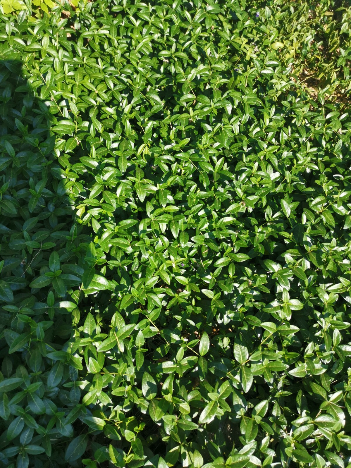 50 Periwinkle Vinca Minor Perennial Evergreen Ground Cover Spring Flowers USA