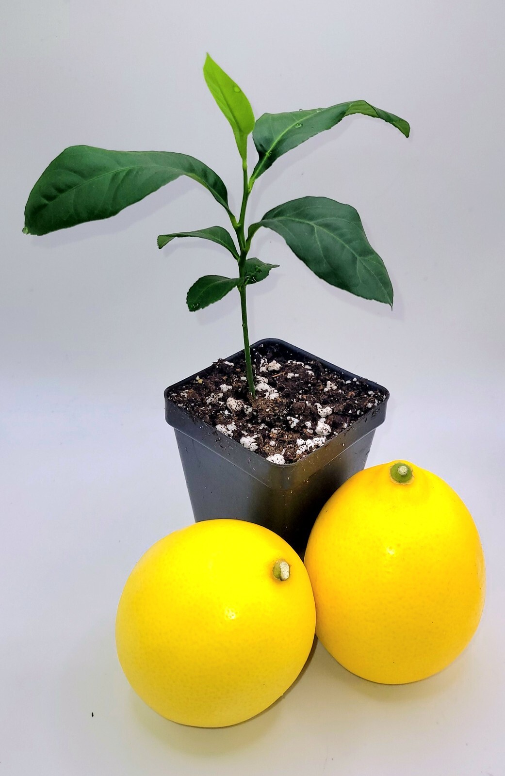 Meyer lemon seedlings, 3-5 inches tall