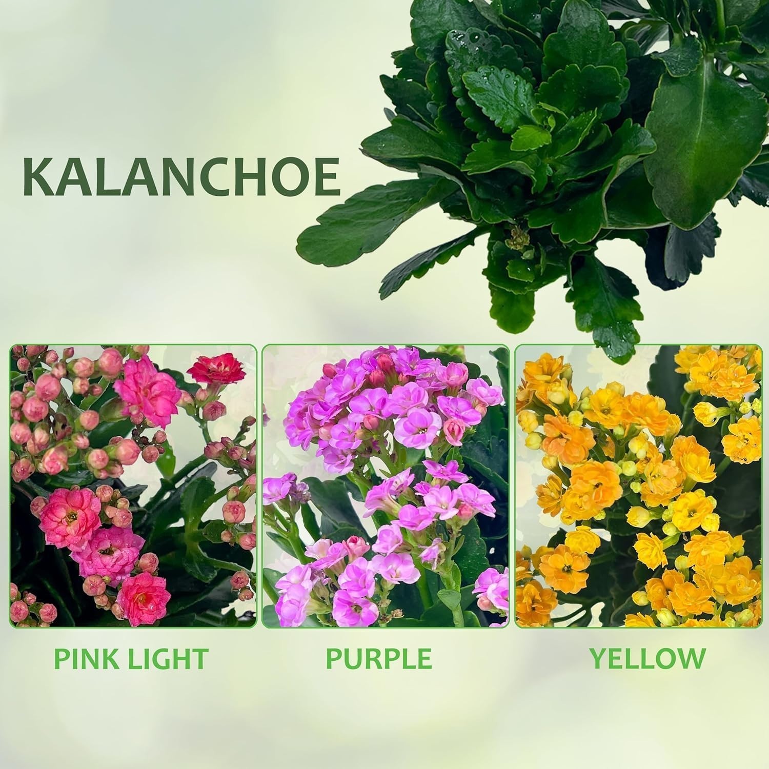 Kalanchoe Plants Bundle (Pack of 3) Vibrant, Long-Lasting Flowering Plant