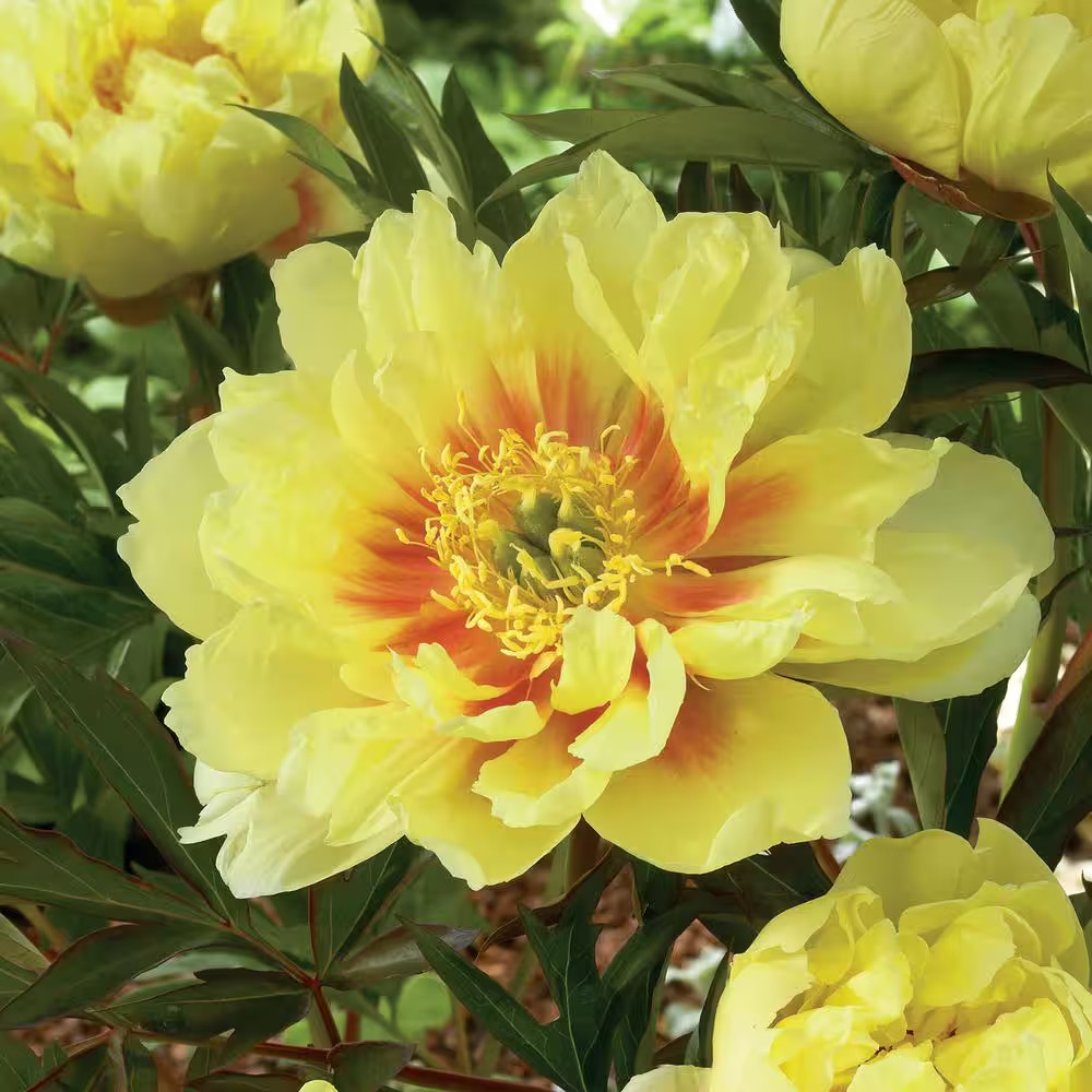 3/5 Eyes, Bartzella Itoh Peony Flower Bulbs, Bare Roots (Bag of 2)
