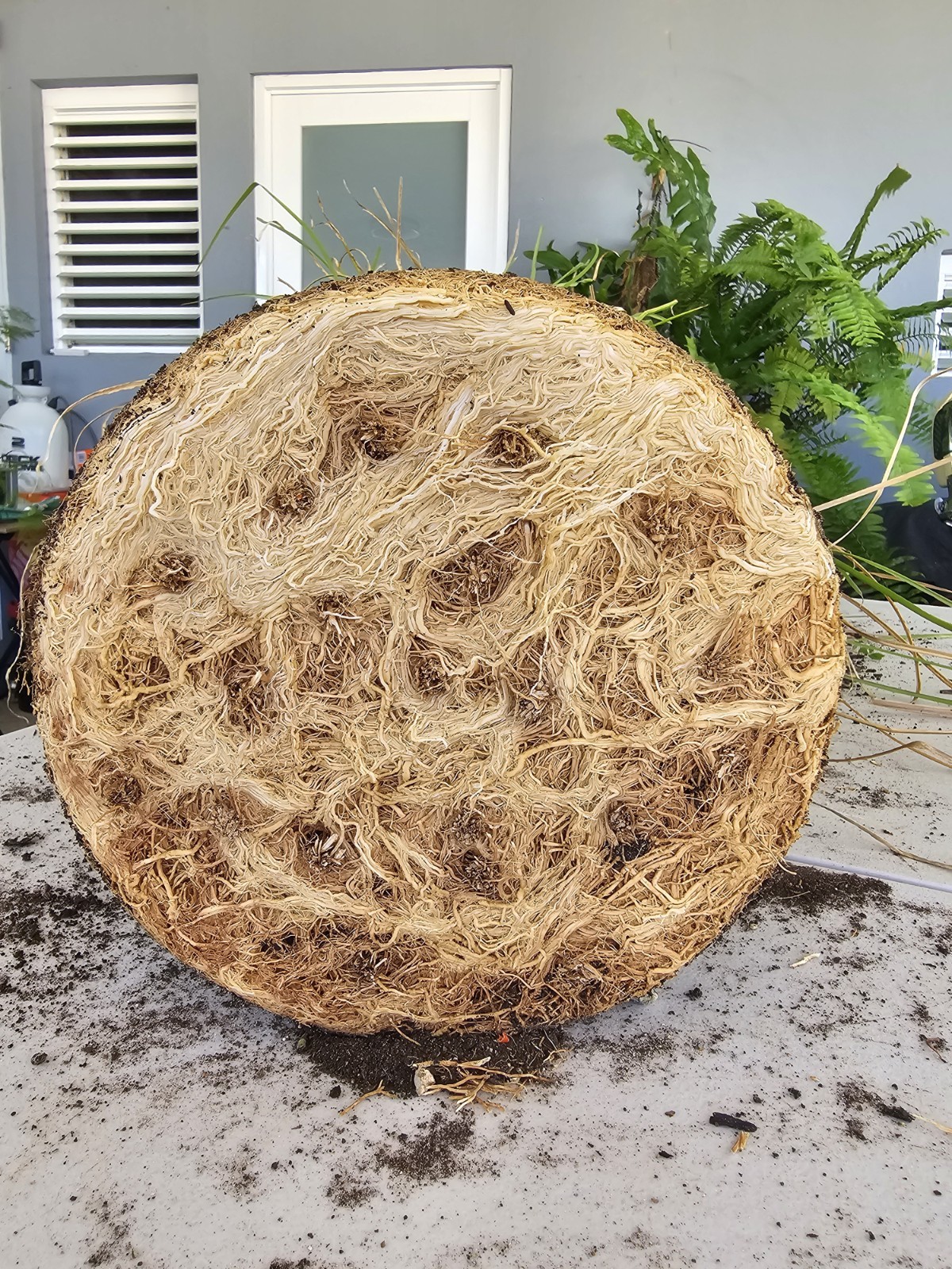 Vetiver live plant for EROSION CONTROL & Ornamental use