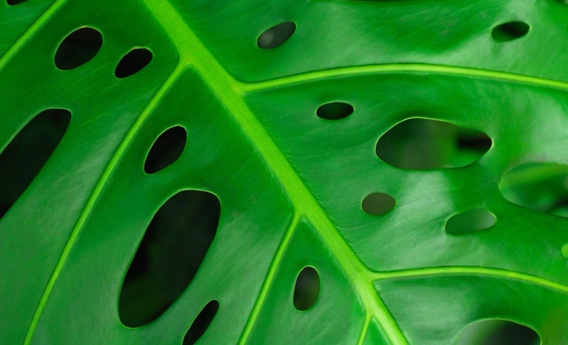 MONSTERA ADANSONII SWISS CHEESE ROOTED LIVE PLANT