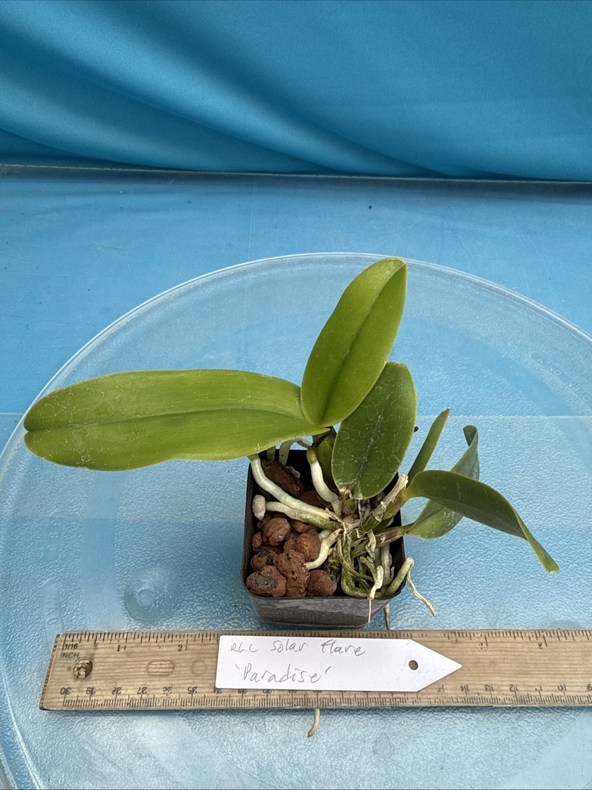 Cattleya Solar Flare ‘Paradise’ White Yellow Flare NBS Orchid Hybrid 2.5” Pot