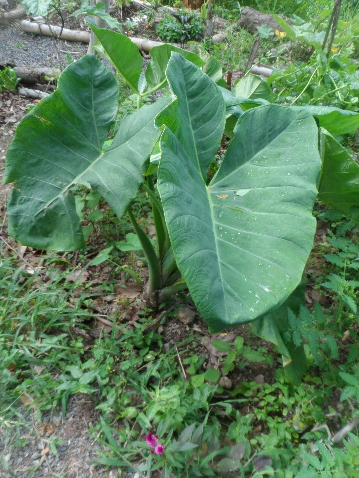 2 LIVE Colocasia Esculenta Elephant Ear Taro Gabi Kalo Eddo Bulbs Edible