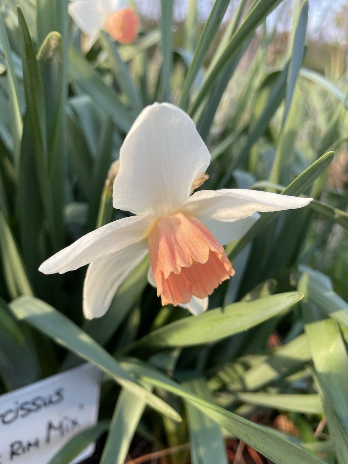 5-Rinus Rim Mix Daffodil Bulbs for Planting- Narcissus