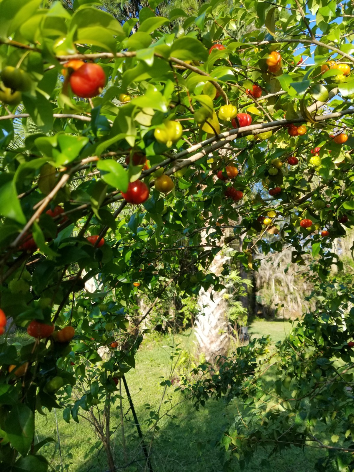 10 Red Surinam Cherry Seeds, Pitanga Eugenia Uniflora 2026 Fruit Hedge