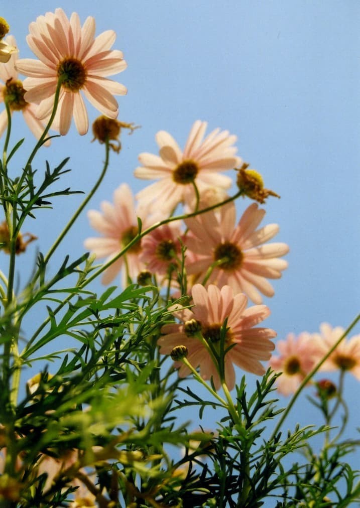 50 Seeds, Crazy Mix Cosmos (Cosmos bipinnatus) Non-GMO Seeds