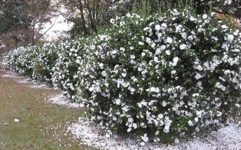 Camellia Mine-No-Yuki | 3 Gallon | Camellia sasanqua | Hardy Flowering Plant