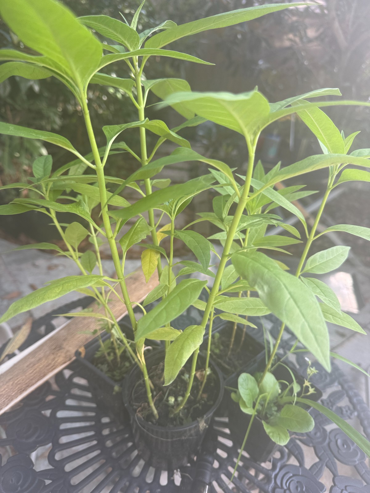 Free Shipping. Butterfly Milkweed Seeds – Ascelpias Tuberosa, Monarch Butterfly,