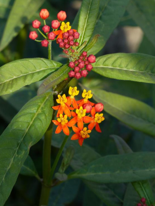 Milkweed Apollo Orange Live Plant Plug – 1–3″ Tall – Orange Flowering Milkweed
