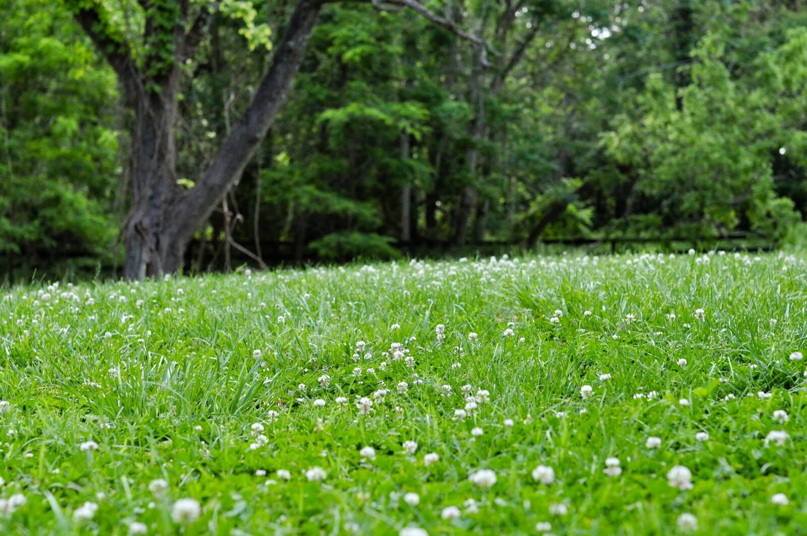 20lbs pure white clover seed 800,000+ seeds/lb
