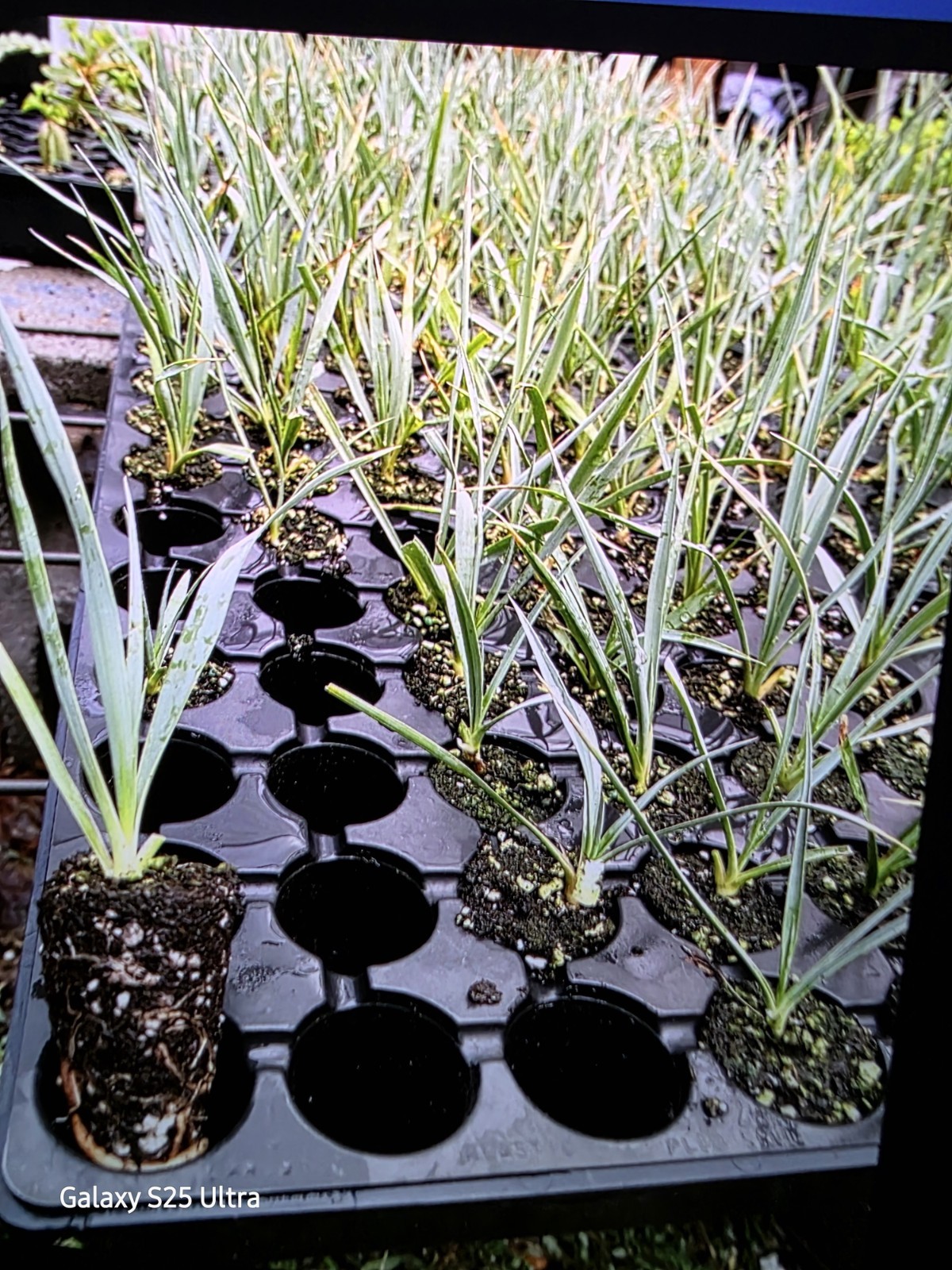 3 Yucca Rostrata Seedling Plant 4-6″ Tall Cold Hardy