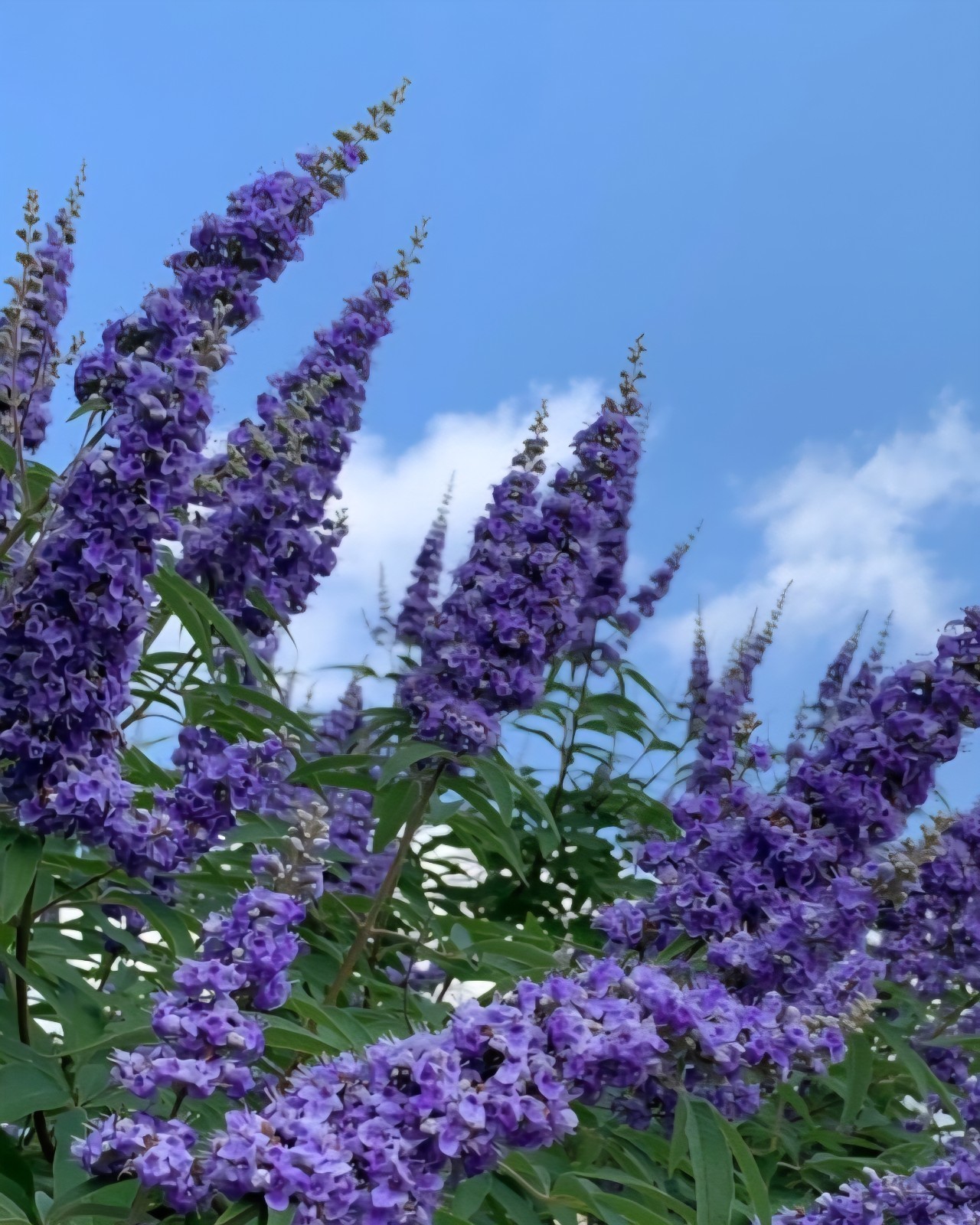 Chaste Tree, Vitex approx 7 in Tall delivered bare root.