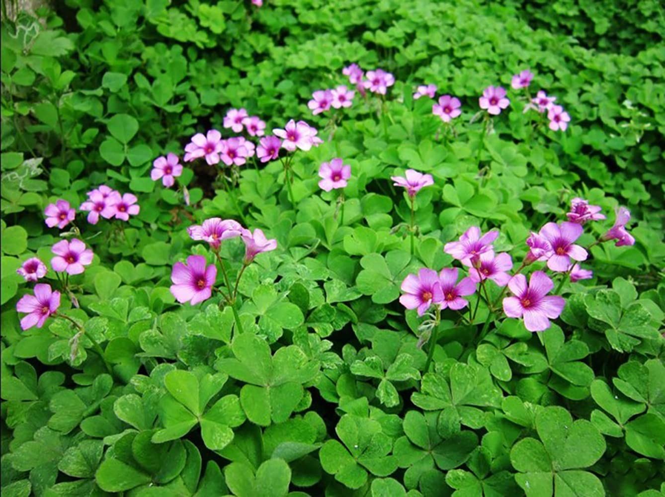Green Shamrock Bulbs 15 Luck Oxalis Bulbs to Plant, Easy to Grow Indoors Outs…