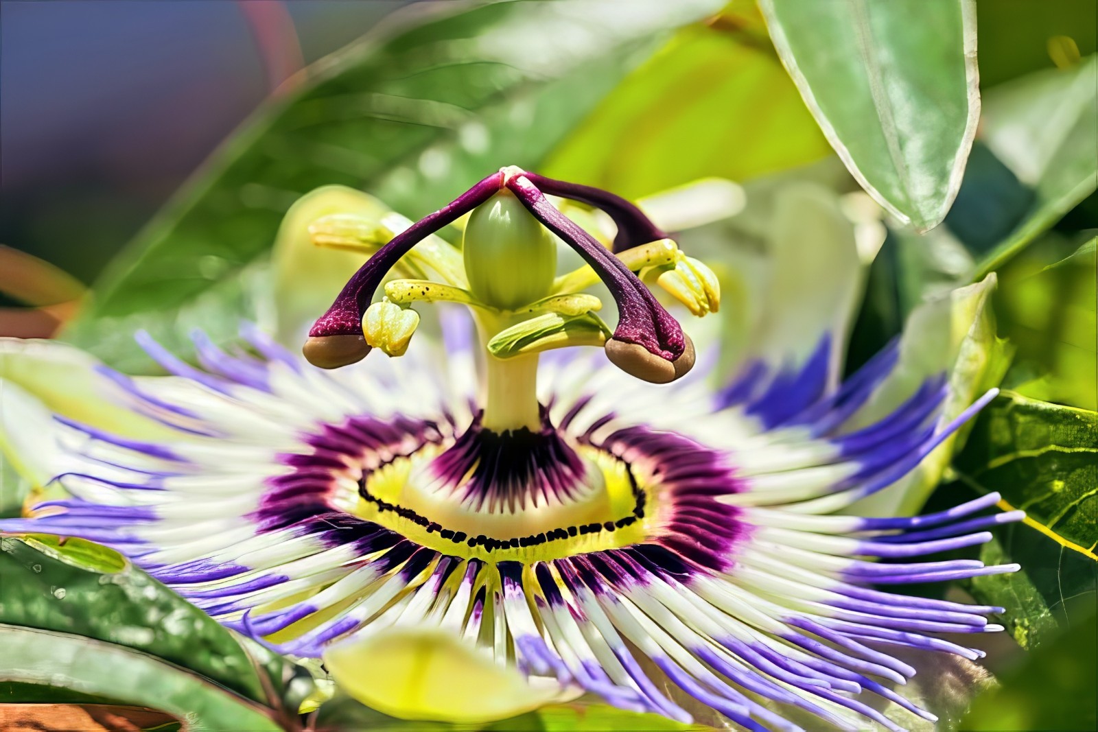 BLUE PASSION FLOWER SEEDS Climber Vine Fruit Plant Hummingbirds & Butterflies!