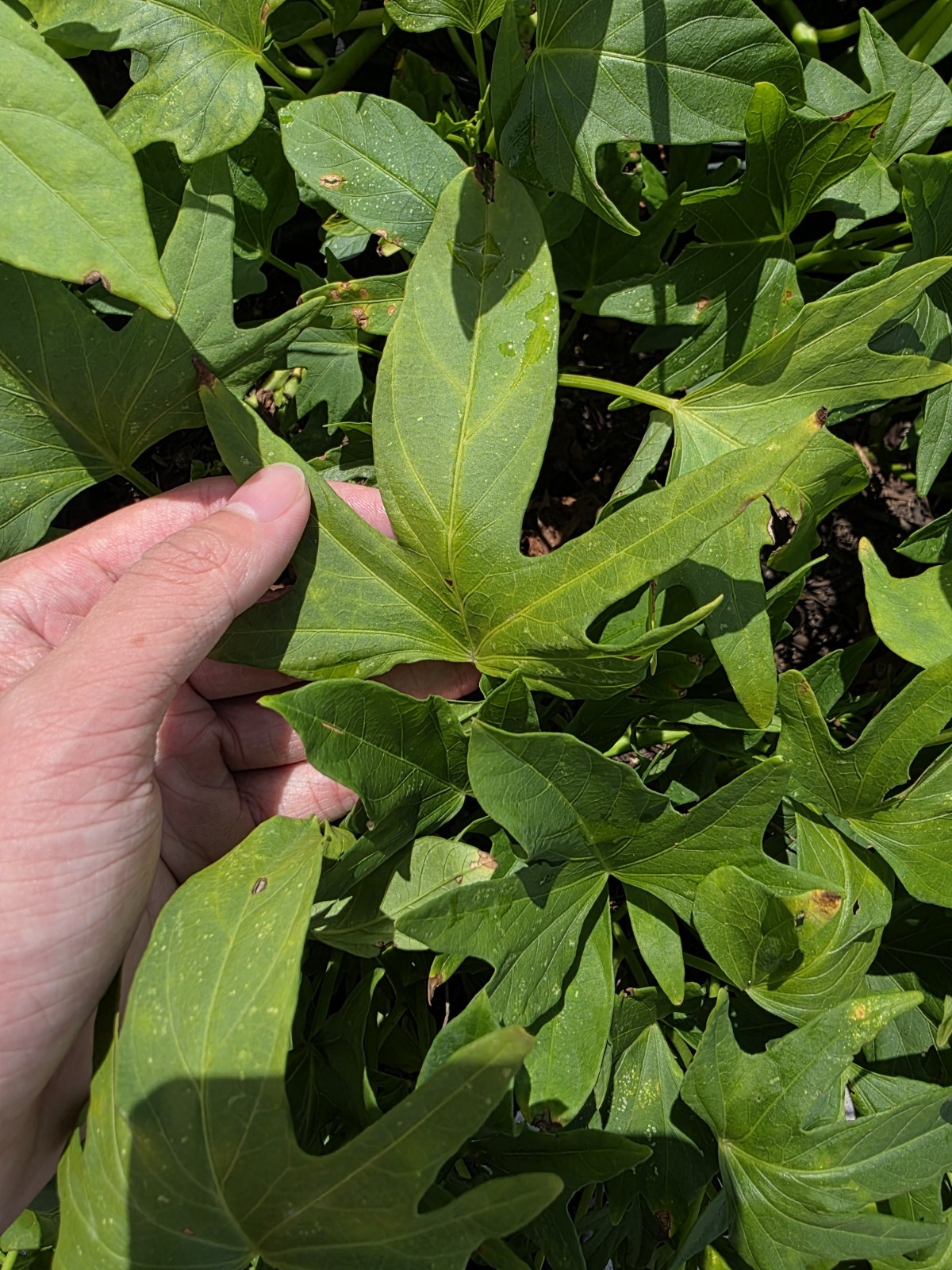 Korean White Sweet Potato ROOTED Slips (10ct) | Goguma White Ready to Plant Rare