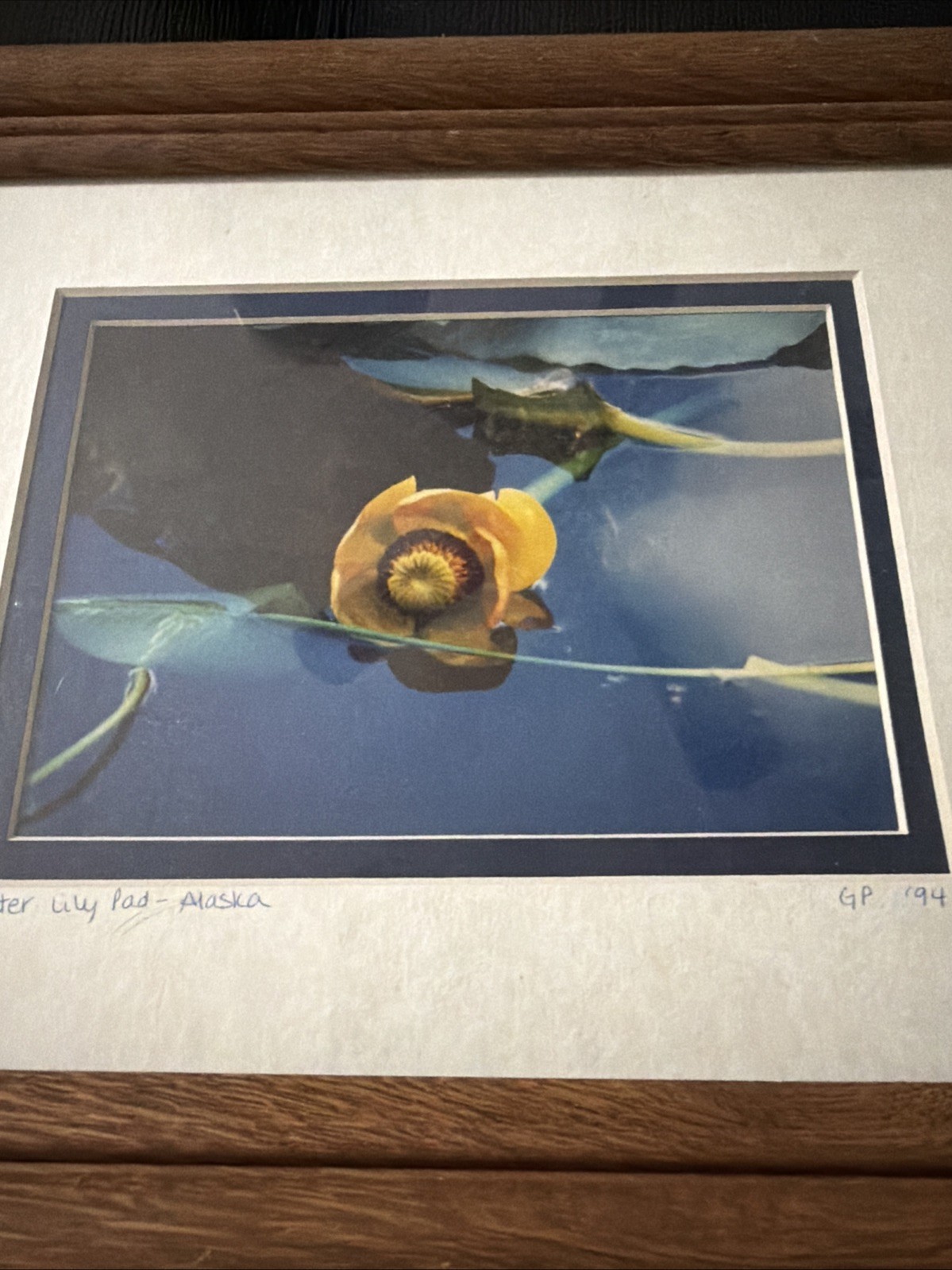 Yellow Water Lily Pad – Alaska GP 94