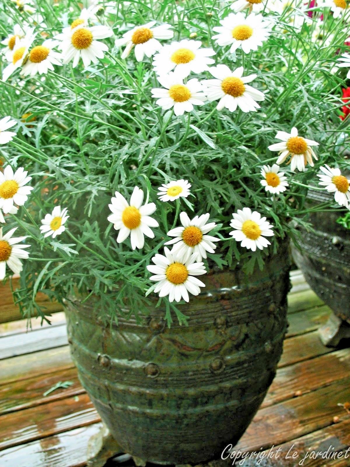 2001+Common German CHAMOMILE Flower Seeds Organic Herb Tea Garden Container Easy