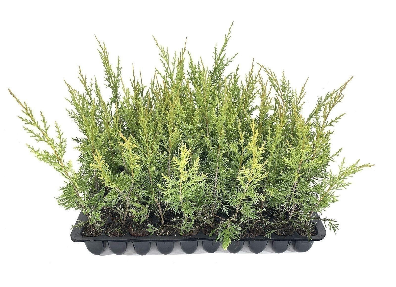 Juniper Keteleeri | 2 Inch | Juniperus chinensis | Groundcover | Erosion Control