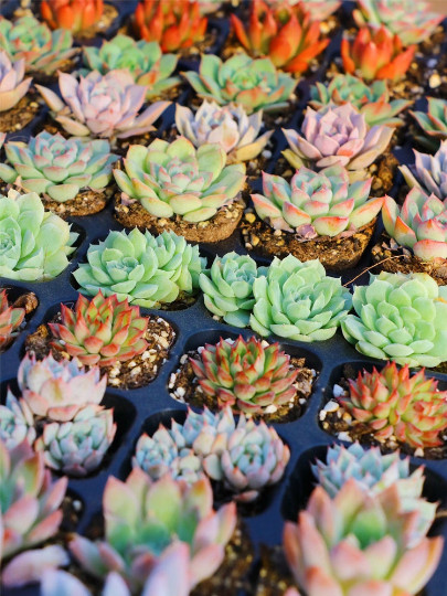 50 Packs Live Assorted Rosette Echeveria Succulent Plants rooted in 2” planters