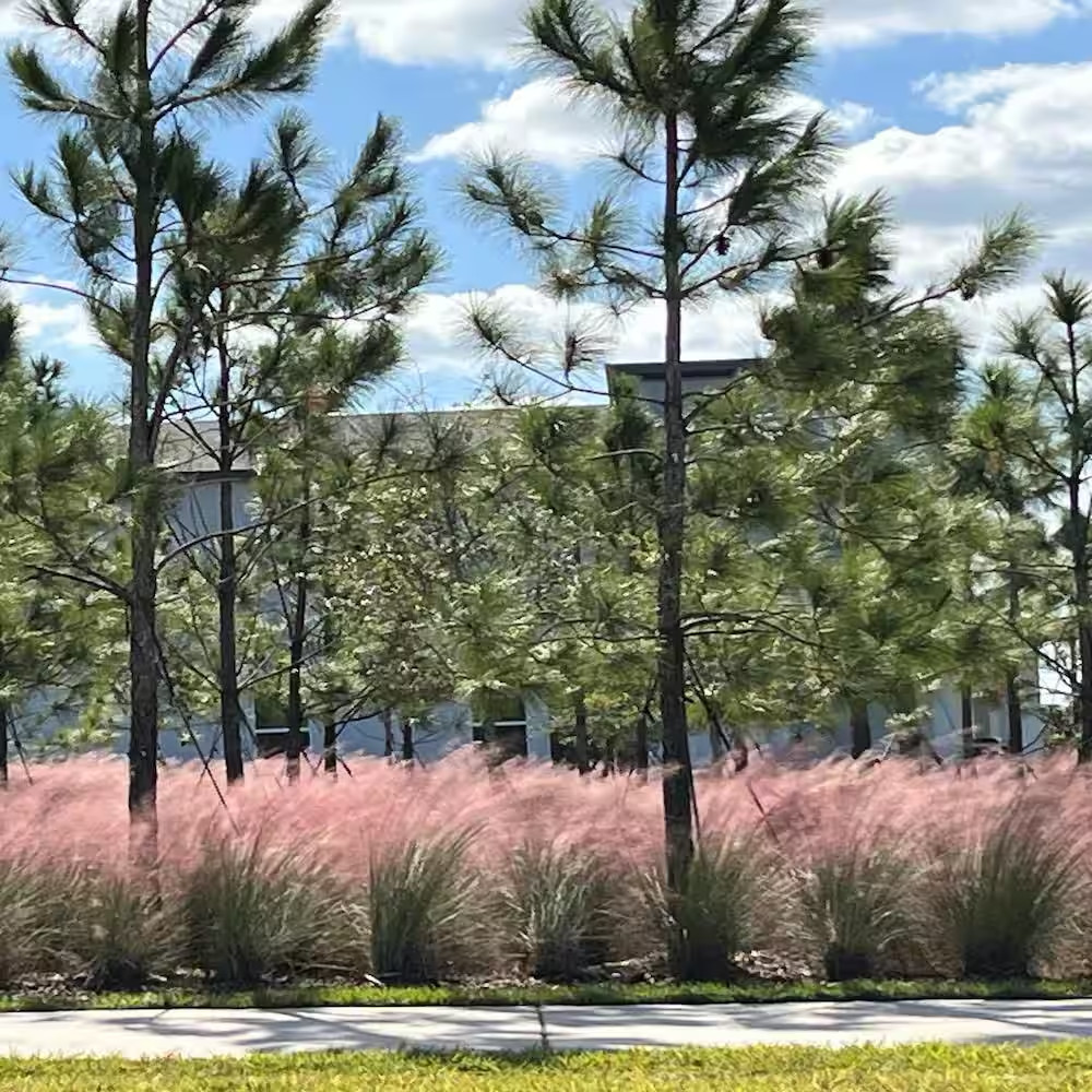 3 Gal. Pink Muhly Grass