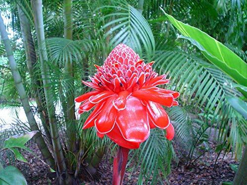 Jocadew Etlingera elatior Pink,Torch Ginger,Combrang,Wax Flower jocad (20 Seeds)