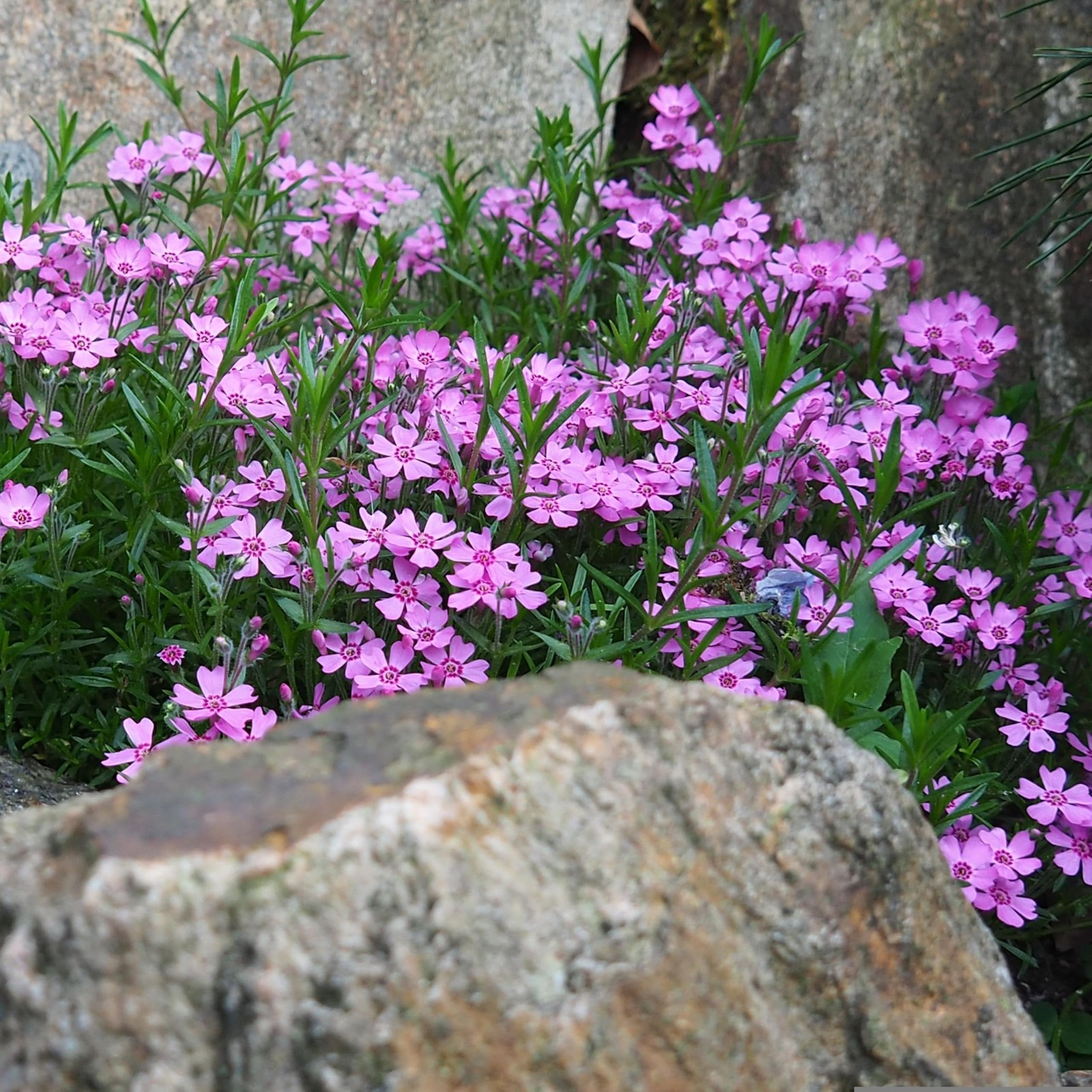 CarpetC 1000+ Creeping Phlox Seeds for Planting, Ground Cover Purple